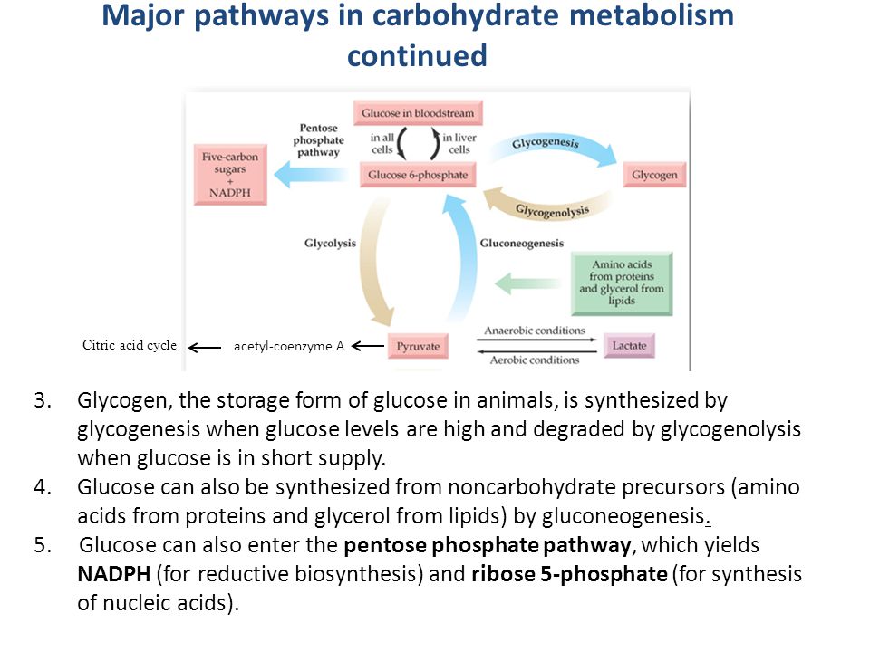 Pathway Of Carbohydrate Metabolism